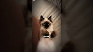 Siamese Cat The Diva of the Feline World siamesecat catlover cats funnycats cutecats [upl. by Acsehcnarf]