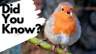 Things you need to know about ROBINS [upl. by Seiuqram]