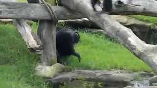 Chimpanzees fighting [upl. by Elset]