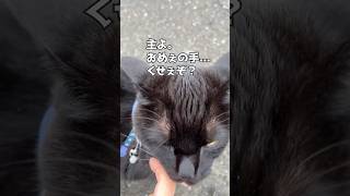 ムロさんぽ【主の手が臭い編】＃保護猫＃黒猫＃散歩好き猫＃猫散歩＃ムロさんぽ＃癒し [upl. by Niko]