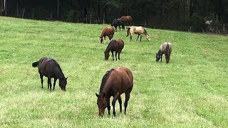 FoxPipe Farm  Hay and Pastures for Horses [upl. by Cheshire860]