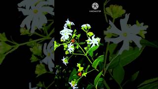 Night flowering jasmine  shiuli talay vorbela [upl. by Erickson]