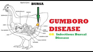 GUMBORO DISEASE [upl. by Uwton446]