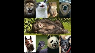 Â¿Los animales se pueden reir [upl. by Enatan]