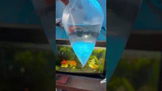 Buy new exotic verity of guppy for breeding viralvideo shorts [upl. by Refinne]