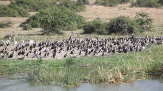 Highlights of Uganda 2010  Matoke Tours [upl. by Ahsiel48]