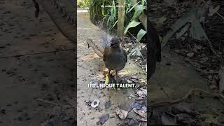 The Lyrebird Nature’s Best Mimic Lyrebird Wildlife Nature Short [upl. by Rodrigo]