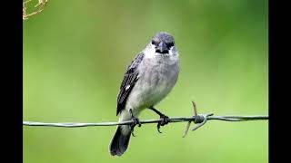 Patativa Azul  Canto Especial  Plumbeous Seedeater Sporophila plumbea [upl. by Gae]