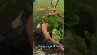 Wood Catfish Hiding hideandseek pnw fishkeeping viral hobby fishtank shorts aquarium fish [upl. by Sucramel]