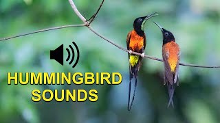 Hummingbird Sounds Chirps and Calls [upl. by Swain]