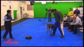 Michael Ellis Works Young Dog on the Object Guard [upl. by Ettesyl]