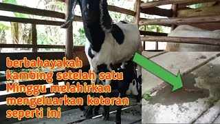 berbahayakah kambing setelah satu Minggu melahirkan keluar kotoran dari kemaluan nya [upl. by Lener]