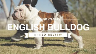 ENGLISH BULLDOG BREED REVIEW [upl. by Willey]