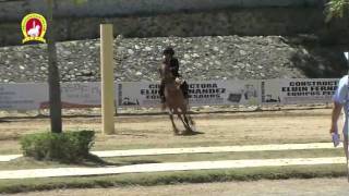 Jinetes Paso Fino Equitacion Ruben y Saul Paulino [upl. by Henn]