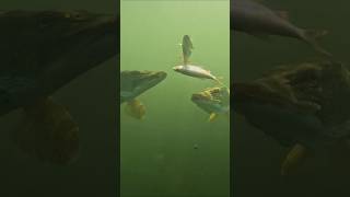 That old pike is getting its meal stolen pike fishing underwaterworld [upl. by Tinya]