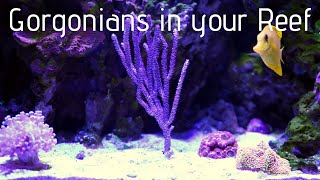 Photosynthetic Gorgonians in your Reef Aquarium [upl. by Nerahs113]