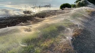 Huge spider web blankets bushland in Australia [upl. by Ahsitak]