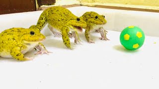 Amazing frog frog fight something that moves front of them best fighters [upl. by Ahsuat317]