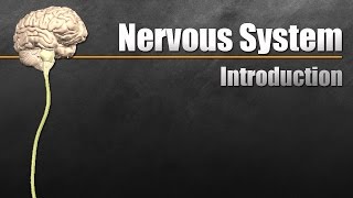 The Nervous System In 9 Minutes [upl. by Repooc448]