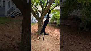 Training my 10 month old Belgian Malinois to jump high dog [upl. by Hawger421]