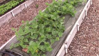 Vegetable Garden Tour 1 Everyone Can Grow A Garden 20 [upl. by Kidder]