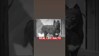 The Real Life Balto [upl. by Case]