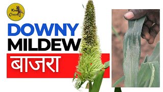 Downy Mildew of Bajra  Green Ear Disease of Bajra [upl. by Yecram]