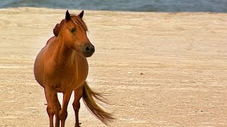 Back to the Wild The Wild Horses of Assateague Island [upl. by Shevlo694]