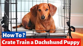 How do you Crate Train a Dachshund Puppy  Dachshund Training [upl. by Aimet]