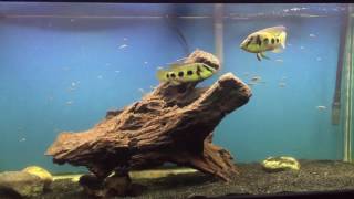 Hemichromis Elongatus fry update 08242016 [upl. by Aitnic]