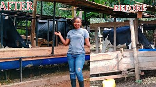 DAIRY FARMING IN KENYA Affordable morden feeding troughs in our farm [upl. by Nytsirc]