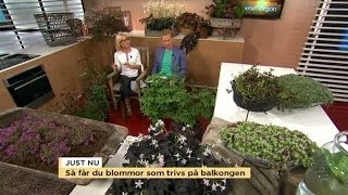 Så får du blommor som trivs på balkongen  Nyhetsmorgon TV4 [upl. by Saidel]