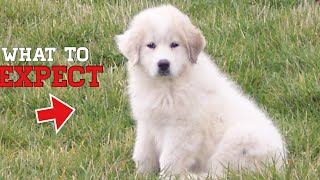 What to expect when bringing home a Great Pyrenees puppy [upl. by Weir]