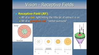 Sensation and Perception  Visual Processing Pt1  Receptive Fields [upl. by Nitas118]