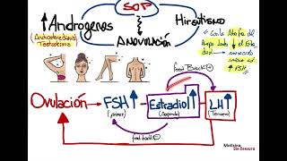 Fisiopatología Síndrome ovario poliquistico parte 1 [upl. by Nylannej926]