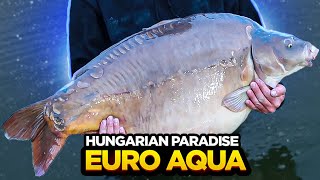 Carp Fishing At Euro Aqua  Home Of The BIGGEST CARP In The WORLD [upl. by Eima139]