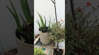 Alovera with 9 oclock flower in one planter gardening youtubeshorts [upl. by Ylellan]