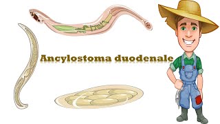 شرح Ancylostoma duodenale Hook worm [upl. by Yslehc]