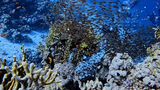 JACKFISH ALLEY  RED SEA November 2024 [upl. by Norag]