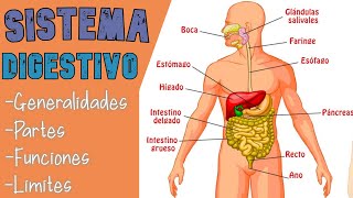 EL SITEMA DIGESTIVO  ANATOMÍA  CEPUNT [upl. by Pierrette439]