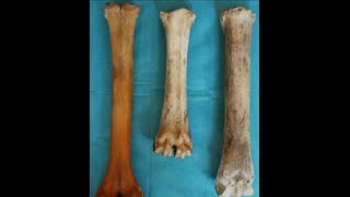 Metatarsal Bone of Ox Horse Dog and Pig  ANATOMY by Dr Payal Jain  NDVSU  1st Year Lecture [upl. by Llehsyt742]