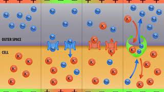 What Is the Difference between Graded Potential and Action Potential [upl. by Tirreg548]