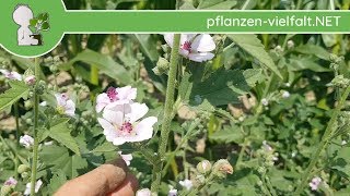 Echter Eibisch  Ganze Pflanze  090718 Althaea officinalis  Essbare Wildkräuter bestimmen [upl. by Ynaffad52]