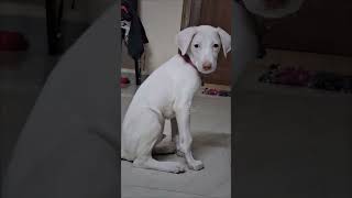 Naan than antha paiyan 😎🔥🐶 doglover like subscriber Ns Tamil channel puppy [upl. by Eilzel482]