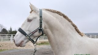 DINAMICO  CABALLO LUSITANO  ALBINO [upl. by Erialc]