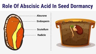 Role Of Abscisic Acid In Seed Dormancy  Lec 67  Plant Physiology [upl. by Il]