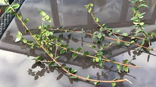 Chilean Guava Kapow making use of some broken branches to try taking some cuttings [upl. by Sidney]