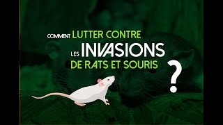 Comment lutter contre les invasions de rats et de souris [upl. by Liw]