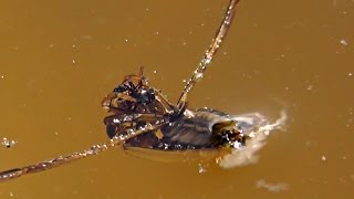 Water Insect Backswimmer  Captures An Ant [upl. by Twum308]