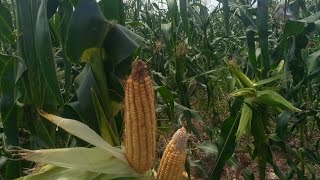 changing the narrative of sweet corn seeds preparation the farmers solution farming [upl. by Noek]